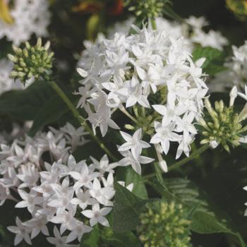 Pentas lanceolata 'Butterfly White'