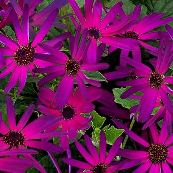 Pericallis 'Radiant Purple' 