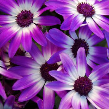 Pericallis 'Violet Bicolor' 