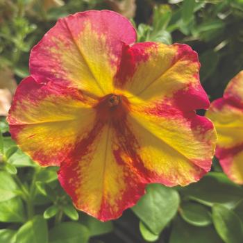 Petunia 'Potpourri' 