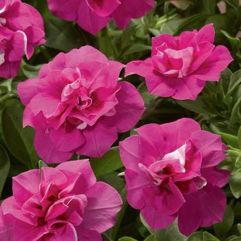 Petunia 'Double Rose' PPAF