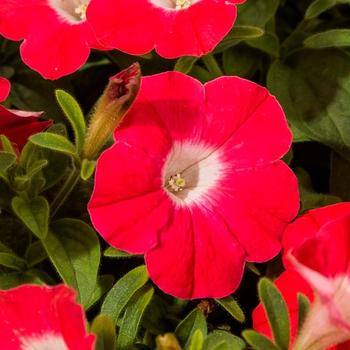 Petunia 'Red' 