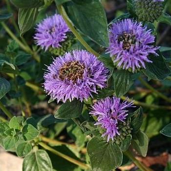 Monardella villosa 'Russian River' 