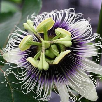 Passiflora edulis 'Frederick' 