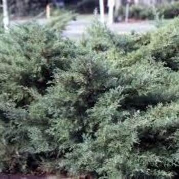 Juniperus chinensis 'Pfitzeriana Compacta' 