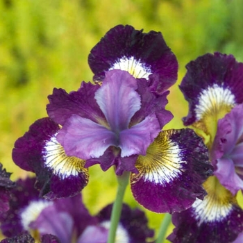Iris sibirica 'Jewelled Crown' 