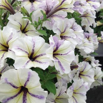 Petunia Crazytunia® 'Cloud 9'