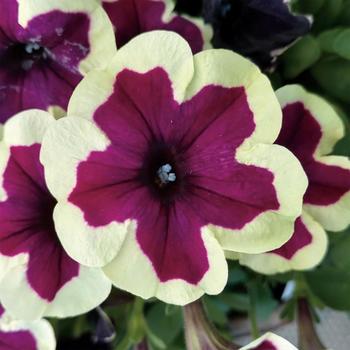 Petunia Crazytunia® 'French Kiss'