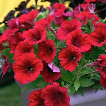 Petunia 'Red Blues' 