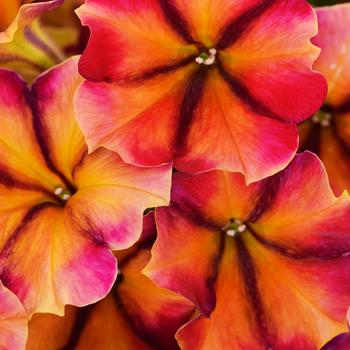 Petunia Crazytunia® 'Tiki Torch'