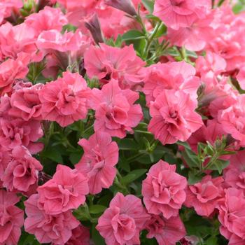 Petunia 'Summer Double™ Salmon' 