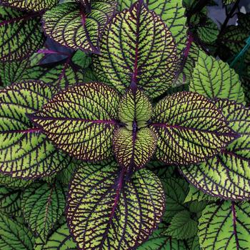 Coleus scutellarioides 'Fishnet Stockings'