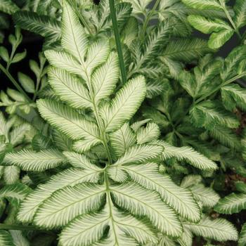 Pteris ensiformis 'Evergemiensis'