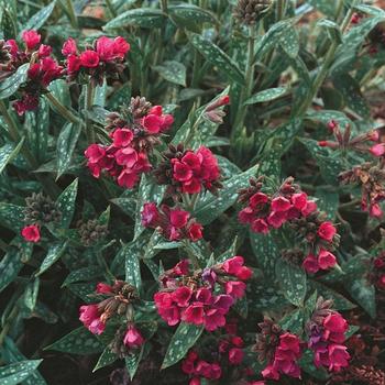 Pulmonaria longifolia 'Raspberry Splash' PP12138