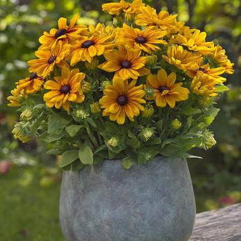 Rudbeckia hirta Sunbeckia® 'Carolina'