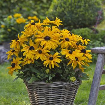 Rudbeckia hirta Sunbeckia® 'Paulina'