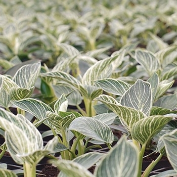 Aglaonema 'Favonian' 