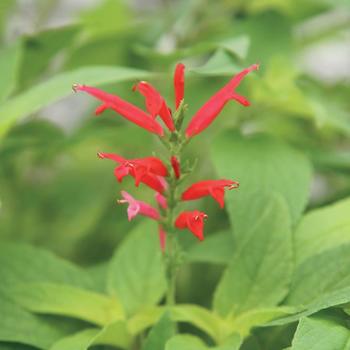 Salvia elegans 