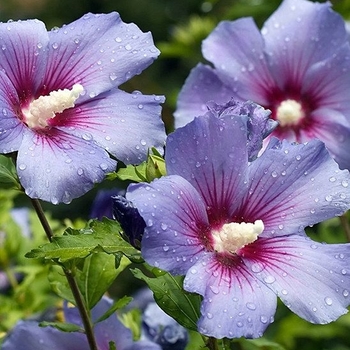 Hibiscus syriacus 'Blue Marlin' 