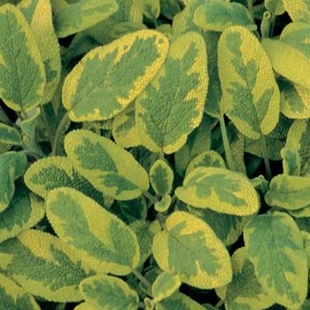 Salvia officinalis 'Icterina' 