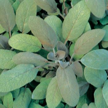 Salvia officinalis 'Purpurascens'