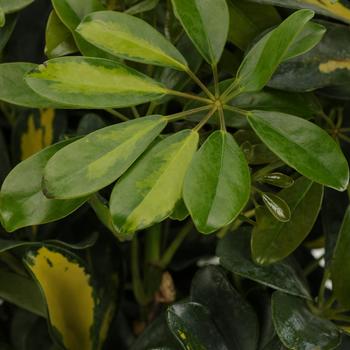 Schefflera arboricola 'Gold Capella' 