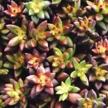 Sedeveria 'Jet Beads'