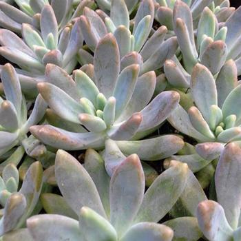 Sedum carnicolor