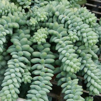 Sedum morganianum (burrito) 