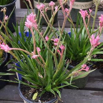 Anigozanthos 'Pearl Pink' 