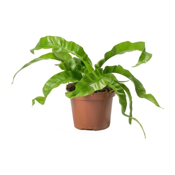 Asplenium 'Hurricane' 