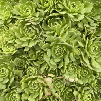 Aeonium aureum