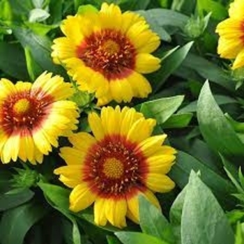 Gaillardia x grandiflora 'Harvest Moon' 