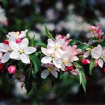 Malus floribunda