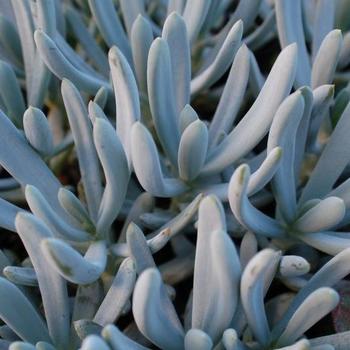 Senecio serpens 