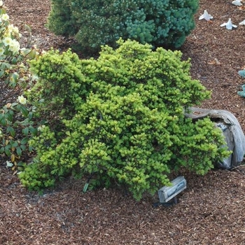 Cedrus libani 'Green Prince' 