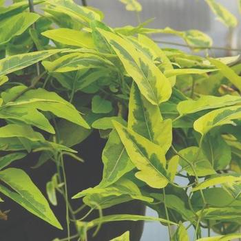 Solanum jasminoides 'Variegata'