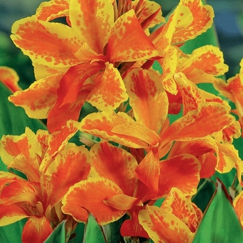 Canna indica 'Taroudant' 