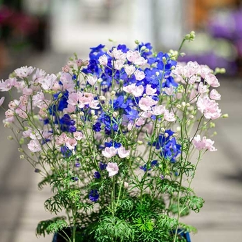 Delphinium grandiflorum 'Jenny's Pearl Pink' 