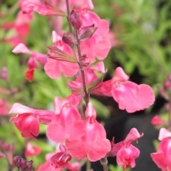 Salvia greggii 'Lipstick' 