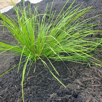 Lomandra longifolia 'Katrinus Deluxe' PP19262