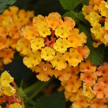 Lantana camara 'Orange' 