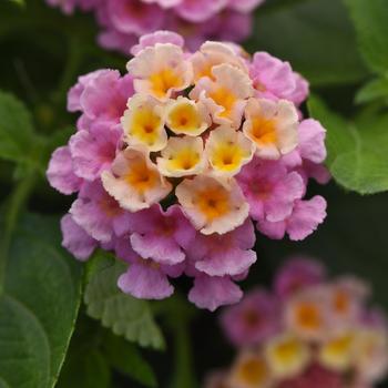 Lantana camara Bloomify™ 'Pink'