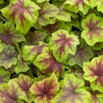 Heucherella 'Citrus Shock' 