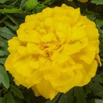 Tagetes triploid