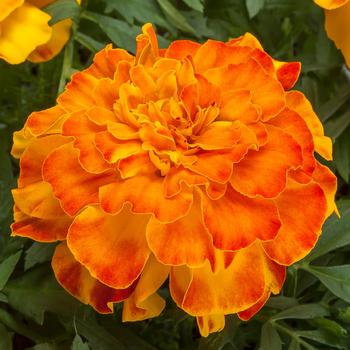 Tagetes triploid