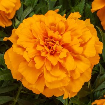 Tagetes triploid