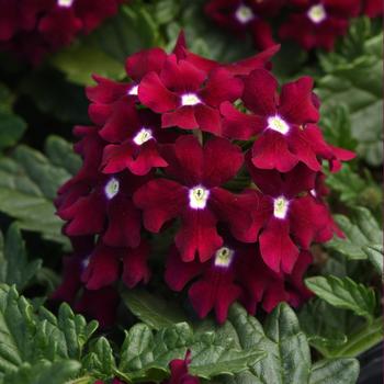 Verbena peruviana EnduraScape™ Burgundy