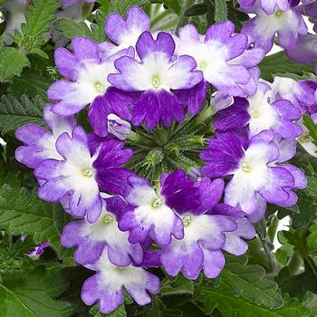 Verbena 'Purple Shades' 