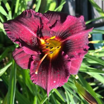 Hemerocallis 'Frankly Scarlet' 